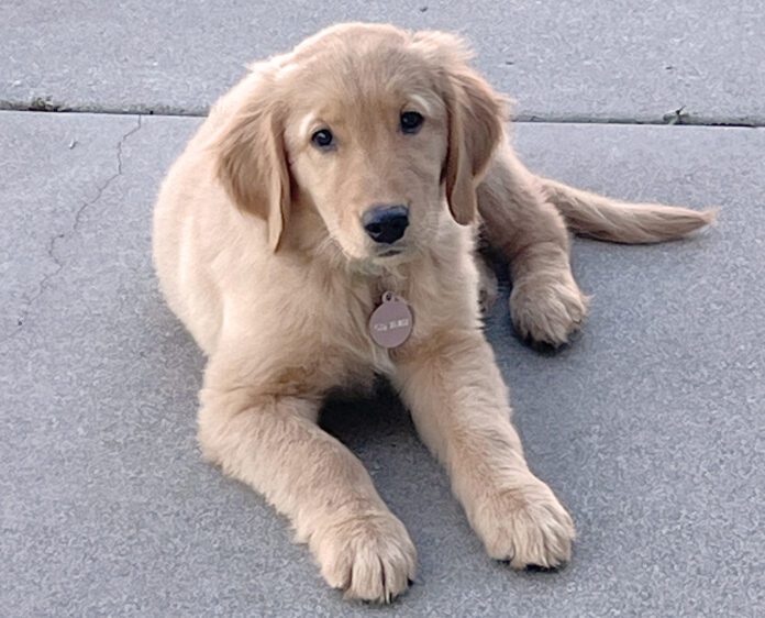 A beautiful golden retriever puppy given as a Christmas gift.