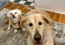 Caring for a Senior Dog An aging dog is at greater risk for injury due to slipping or jumping.