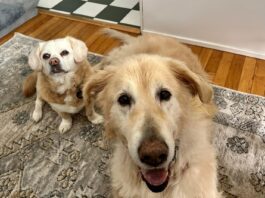 An aging dog is at greater risk for injury due to slipping or jumping.