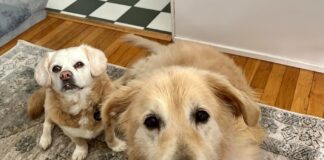 An aging dog is at greater risk for injury due to slipping or jumping.