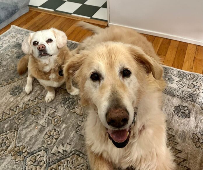 Aging Dogs An aging dog is at greater risk for injury due to slipping or jumping.