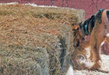 Barn hunt for dogs is an all breed sport that allows dogs to exercise their hunting and tracking instincts.