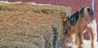Barn hunt for dogs is an all breed sport that allows dogs to exercise their hunting and tracking instincts.