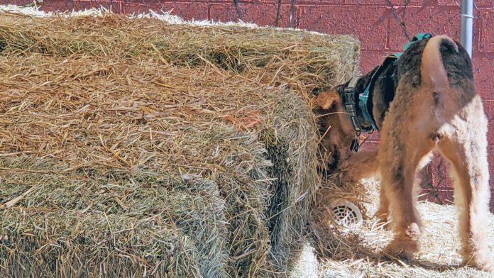 Carmen finds a rat Barn hunt for dogs is an all breed sport that allows dogs to exercise their hunting and tracking instincts.