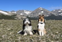 How to Teach a Dog to Sit Teaching a dog to sit is more than just a trick. It provides a way to calm and shelter dogs.
