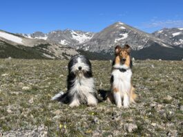 Teaching a dog to sit is more than just a trick. It provides a way to calm and shelter dogs.