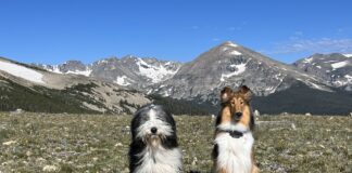 Teaching a dog to sit is more than just a trick. It provides a way to calm and shelter dogs.