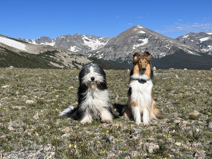 Dogs Sitting_Jae Thomas Teaching a dog to sit is more than just a trick. It provides a way to calm and shelter dogs.