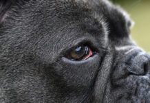 How to Treat Bloodshot Eyes in Dogs Bloodshot eyes in dogs can have a number of causes from allergies to serious eye infections.