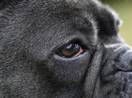 Bloodshot eyes in dogs can have a number of causes from allergies to serious eye infections.