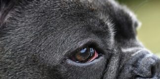 Bloodshot eyes in dogs can have a number of causes from allergies to serious eye infections.