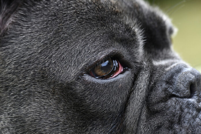 eye infection dog Bloodshot eyes in dogs can have a number of causes from allergies to serious eye infections.