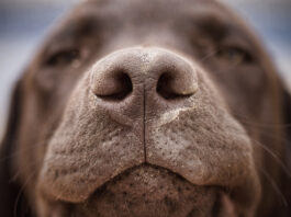 Nasal mites in dogs can be the cause of mysterious respiratory problems like sneezing, nose bleeds, and breathing trouble.