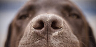 Nasal mites in dogs can be the cause of mysterious respiratory problems like sneezing, nose bleeds, and breathing trouble.