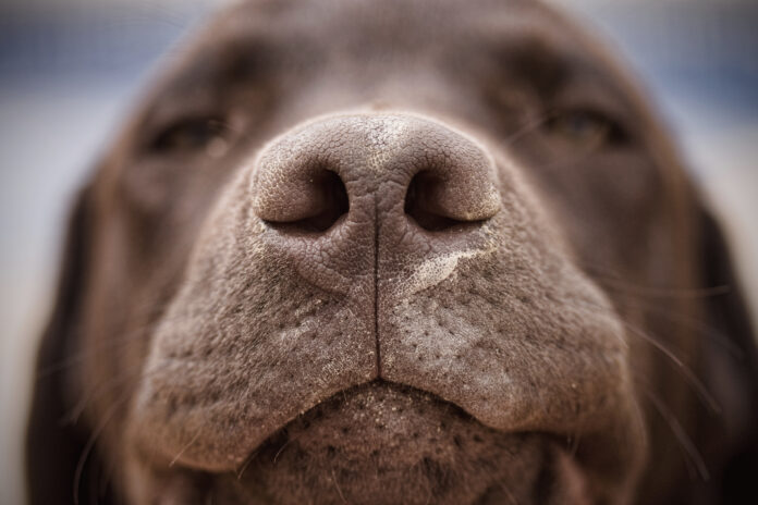 Spain, Costa Blanca, Chocolate labrador's nose Nasal mites in dogs can be the cause of mysterious respiratory problems like sneezing, nose bleeds, and breathing trouble.