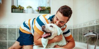Medicated dog shampoos can cure a dog of skin infections and other conditions, but you should be aware of what is in them.