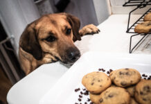 Dogs eating chocolate was the fourth most common reason for calls to Animal Poison Control.