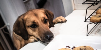 Dogs eating chocolate was the fourth most common reason for calls to Animal Poison Control.