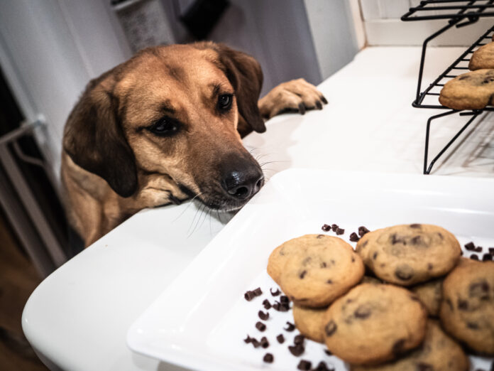 Milk Chocolate Chip Cookies Dogs eating chocolate was the fourth most common reason for calls to Animal Poison Control.