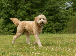 Why are Doodle Dogs so Popular? While Doodles typically share some traits with their Poodle parent, there are no guarantees regarding which traits they will inherit. Credit: Madeline Block