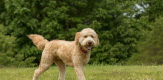 While Doodles typically share some traits with their Poodle parent, there are no guarantees regarding which traits they will inherit. Credit: Madeline Block