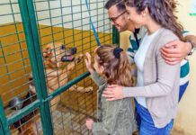 Adopting a shelter dog, a rescue dog, or another dog in need is a great way to make a friend for life.