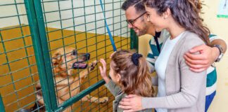 Adopting a shelter dog, a rescue dog, or another dog in need is a great way to make a friend for life.