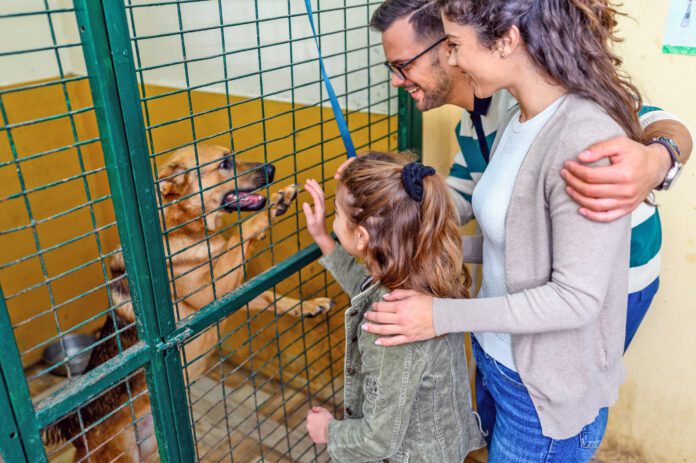 Family getting to know dogs in animal shelter Adopting a shelter dog, a rescue dog, or another dog in need is a great way to make a friend for life.