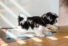 How To Train a Dog to Use a Pee Pad Training a puppy to use a pee pad is different from training an older dog.