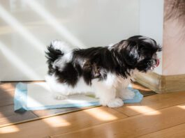 Training a puppy to use a pee pad is different from training an older dog.