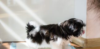 Training a puppy to use a pee pad is different from training an older dog.