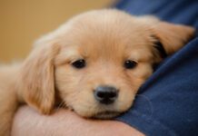 Puppy flea treatments are important because puppies are more vulnerable to fleas, and to the diseases they carry.