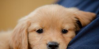 Puppy flea treatments are important because puppies are more vulnerable to fleas, and to the diseases they carry.