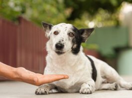 Famotidine for dogs is an acid reducer that can help deal with certain stomach issues in dogs.