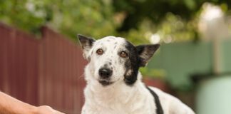 Famotidine for dogs is an acid reducer that can help deal with certain stomach issues in dogs.