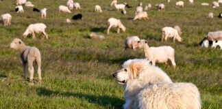 Great Pyrenees are a breed of livestock guardian dogs that also make good family dogs.