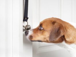 Bell training a dog means creating an association between the ringing out the bell and going outside for potty.