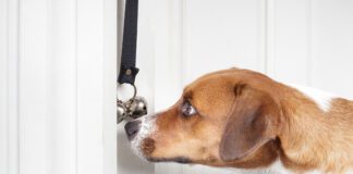 Bell training a dog means creating an association between the ringing out the bell and going outside for potty.