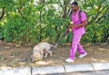 Knowing the signs of heart failure in dogs can lead to a better prognosis for an aging dog.