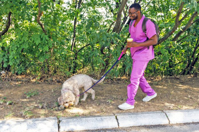 Male Nurse Walks The Dog Knowing the signs of heart failure in dogs can lead to a better prognosis for an aging dog.