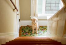 Dogs do have a sense of time, and can tell when you are behind schedule.