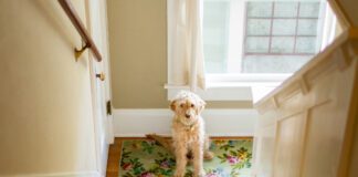 Dogs do have a sense of time, and can tell when you are behind schedule.