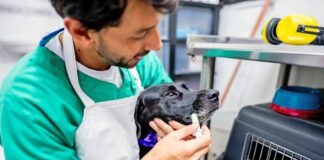 Sucralfate for dogs can help with a variety of canine stomach problems.