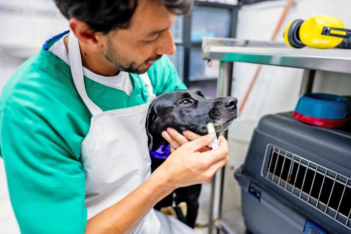 Mid adult veterinarian giving medicine to a dog at animal clinic Sucralfate for dogs can help with a variety of canine stomach problems.