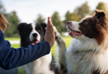 Alpha dog training stems from a misunderstanding about dog social groups, and has done immense damage.