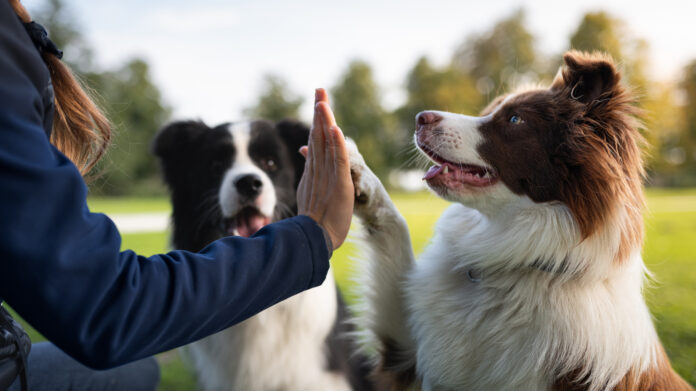 Border collie with owner training in a public park Alpha dog training stems from a misunderstanding about dog social groups, and has done immense damage.