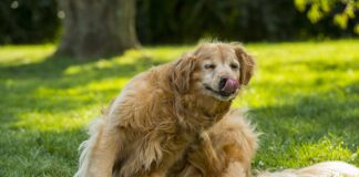 When is flea season? It can be all year round if you don't stay up to date on flea treatments.