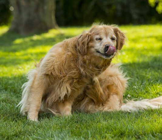 How to Spot Fleas Before They Infest Your Dog When is flea season? It can be all year round if you don't stay up to date on flea treatments.