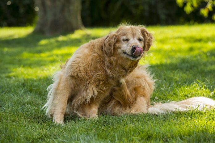 Senior Golden Retriever Scratching When is flea season? It can be all year round if you don't stay up to date on flea treatments.