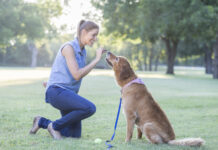 Training with treats is an effective means of positive reinforcement training so long the treats are not a bribe.